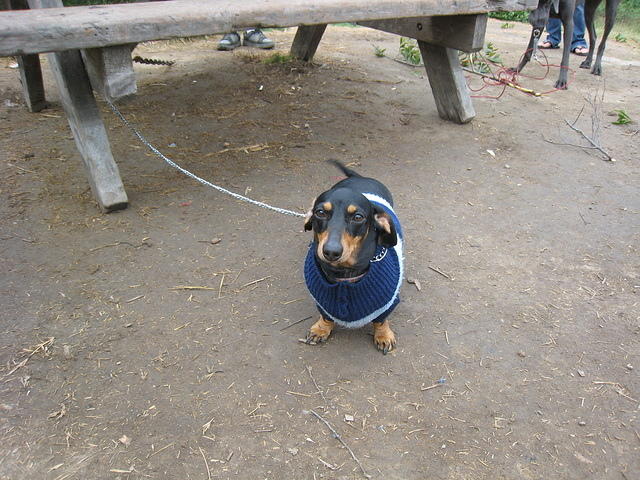Gramma's dog Gretchen is cold this morning