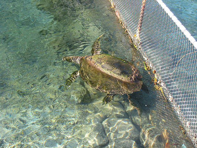 the turtle rehab center