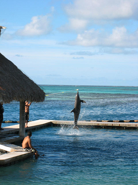 woo hoo the dolphin show