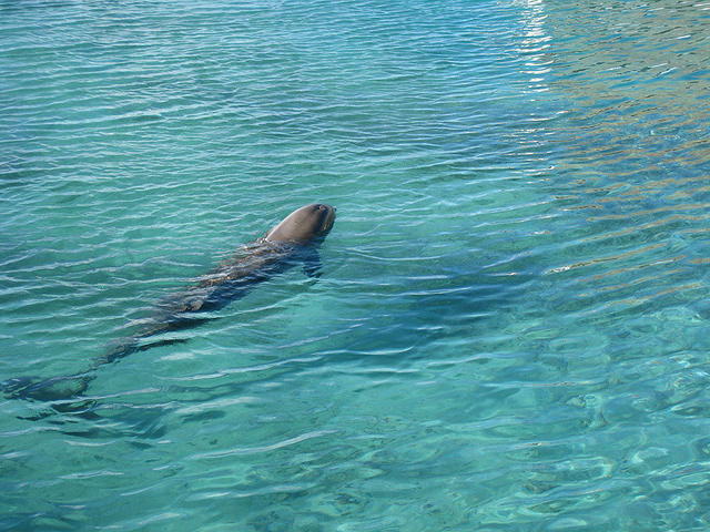 1 of the 4 dolphins at the hotel