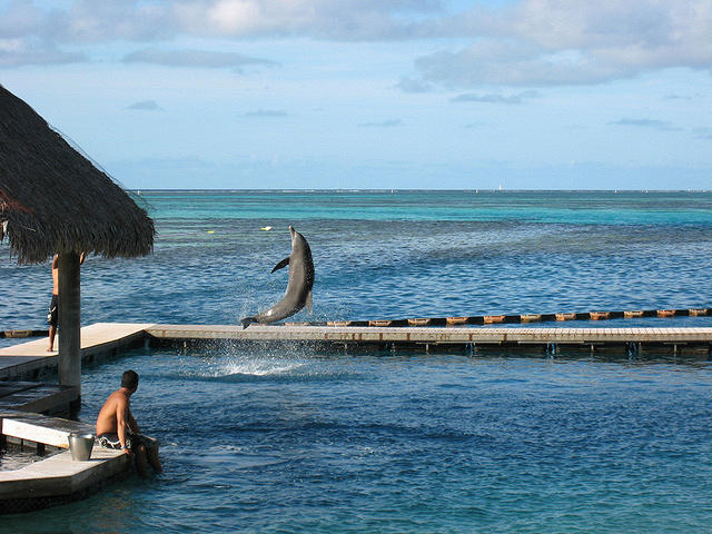 the trainers are working with the dolphins