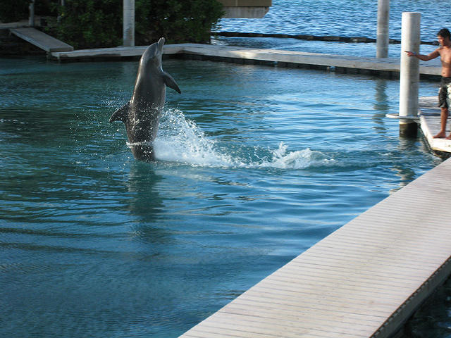 they call me flipper