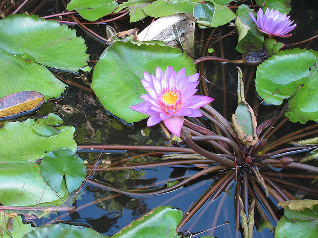 Mom and Dad need these in there pond