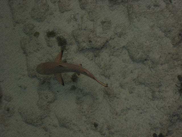 baby black tip shark in our lagoon at our hotel