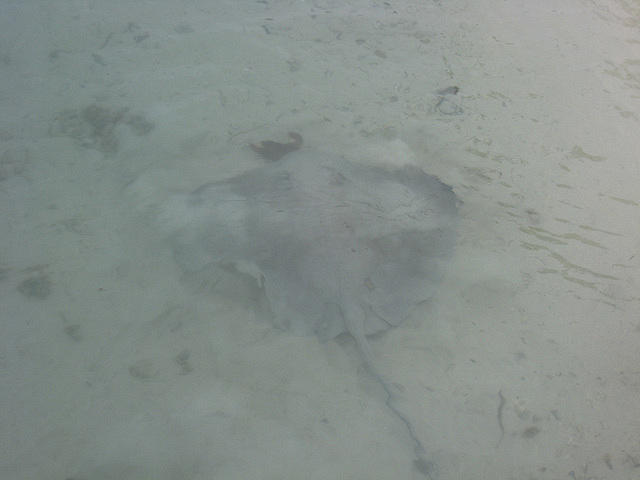 stingray