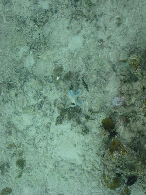 Octopus in some coral under the bungalow next to ours