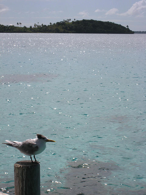 Friendly loud bird on our patio