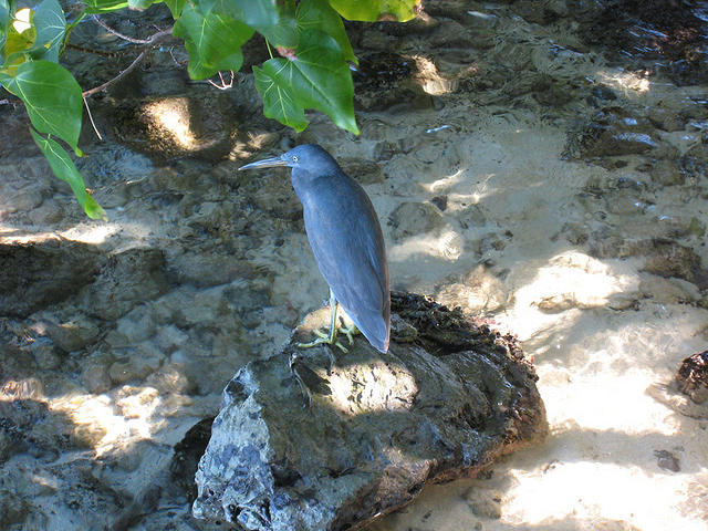 same strange gray bird