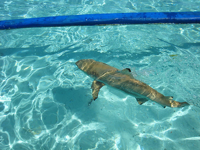 the shark is ready for lunch too