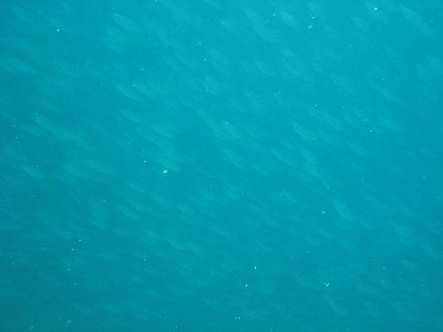 IMG_0662.JPG