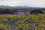 Spring Wildflowers - Amboy Crater