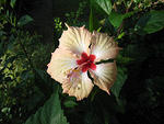 lots and lots of Hibiscus on the island