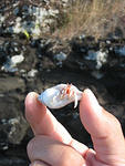 more hermit crabs - he's a big one