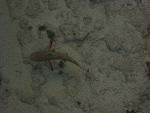 baby black tip shark in our lagoon at our hotel