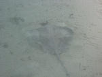 stingray